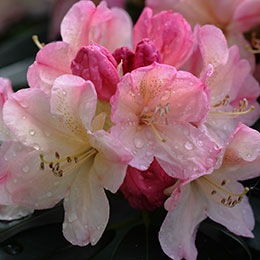 Rhododendron nain 'Percy Wiseman'